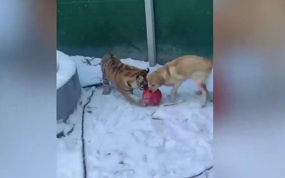 Thú vị khoảnh khắc hổ và sư tử chơi đùa hồn nhiên với chó
